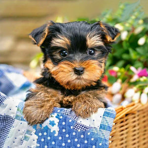 Dog In A Basket | Diamond Painting