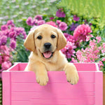 Load image into Gallery viewer, Dog In A Pink Box | Diamond Painting
