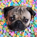 Load image into Gallery viewer, Pug With Candies | Diamond Painting
